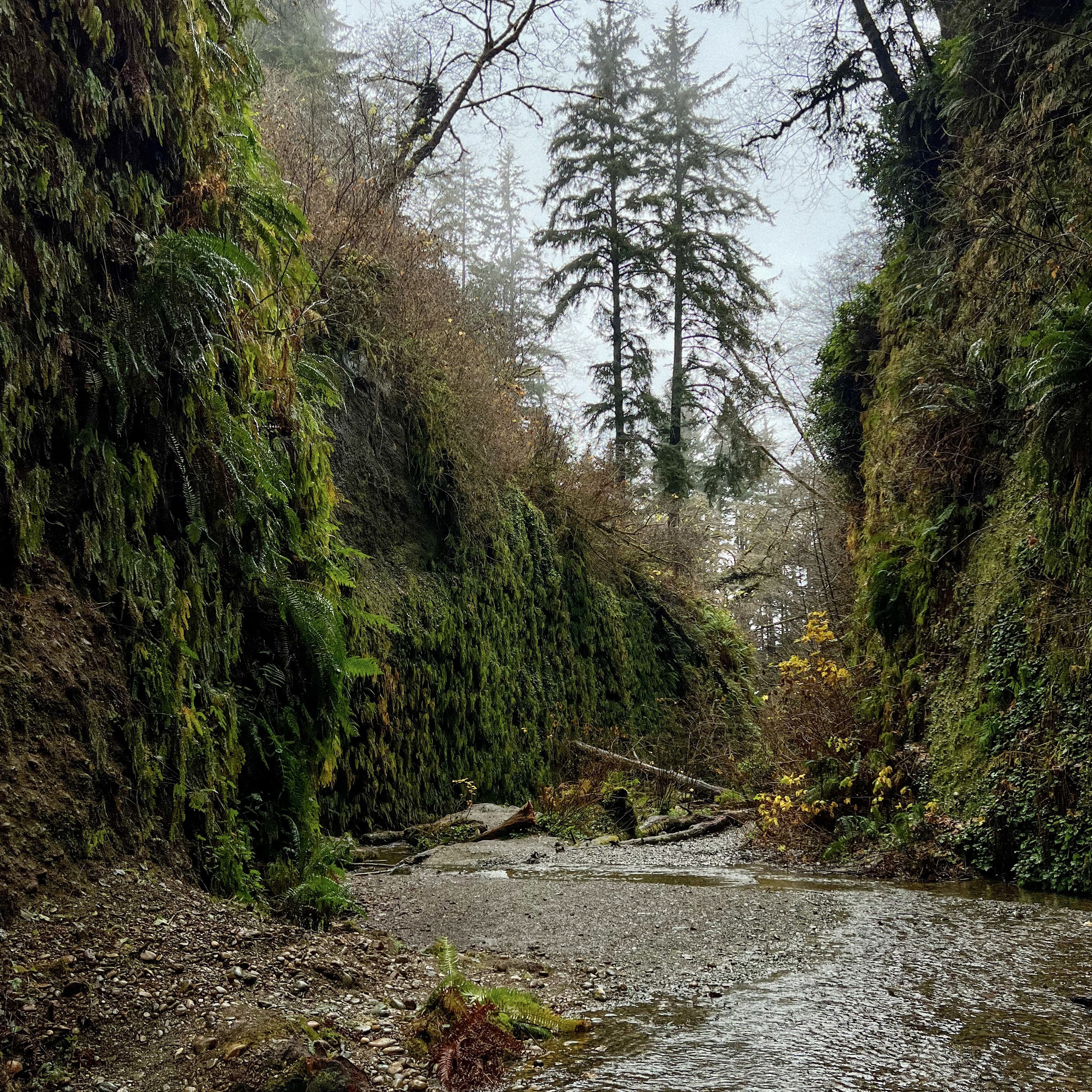 fern canyon